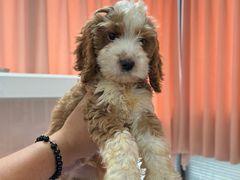 -翊宠yipet猫狗购宠庄园犬舍•猫舍