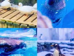 -海合安青岛极地海洋公园