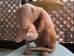 -MOCHA明星猫咖(田子坊店)