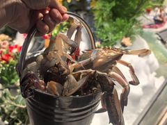 梭子蟹-一方渔歌蒸汽海鲜自助(文化路万达广场店)