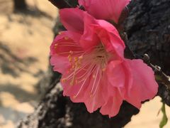 -南国桃园旅游度假区