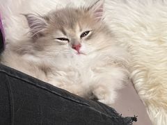 -东方名猫馆·英短金渐层布偶猫舍(环线广场1号楼店)