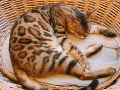 -猫友咖啡店(玉林西路店)
