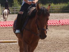 -北京群众马术培训基地