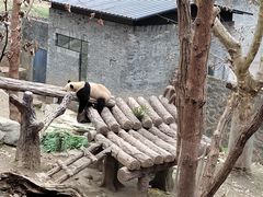 -都江堰中华大熊猫苑