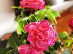 -中环花鸟鱼虫市场