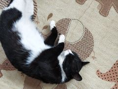 -猫的茶·猫咖