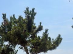 -日照海滨国家森林公园