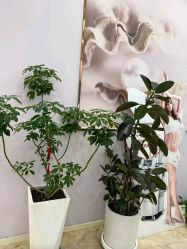 -紫琪尔胸部养护中心
