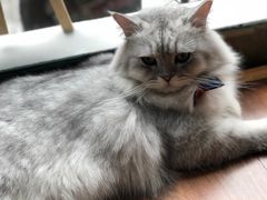 -猫友咖啡店(玉林西路店)