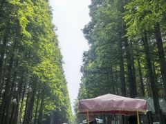 -日照海滨国家森林公园
