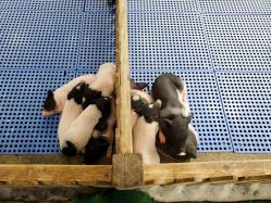 -萌宠亲子动物乐园(槐房万达店)