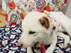 -柴迷FANS CLUB·柴犬狗咖·猫咖
