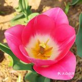 郁金香