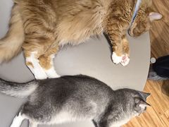 -MOCHA明星猫咖(田子坊店)