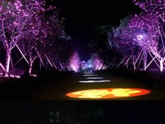 -天适樱花悠乐园