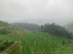 -紫鹊界梯田景区