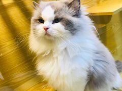 -猫十亿·布偶金渐层·曼基康矮脚猫舍(青年路店)