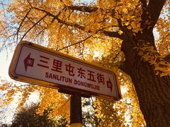 -三里屯东五街银杏大道