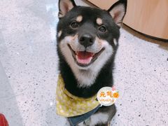 -電力宠物公司(武定路店)