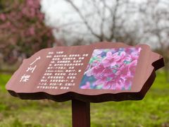 -天适樱花悠乐园