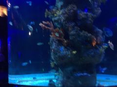 -芜湖新华联大白鲸海洋公园