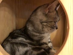 -more than meow吴止猫主题餐厅(承德 中船汇店)