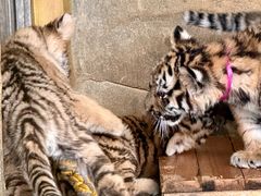 -大连森林动物园