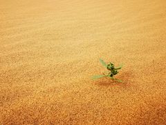 -亿利库布其七星湖沙漠生态旅游区