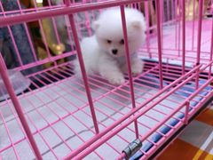 -鹏欣水游城