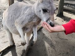 -可伦宾野生动物保护区