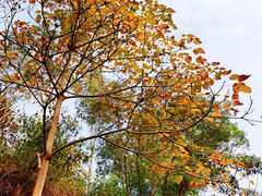 -火炉山森林公园