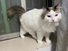 -创凡宠物医院·骨专科  猫科中心(西乡分院)