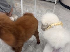 -瑞鹏宠物医院·骨科·猫科·内科(第一中心)
