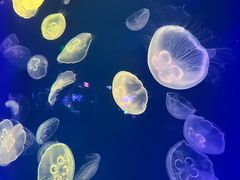 -成都浩海立方海洋公园