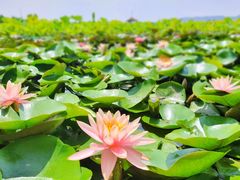 -漩门湾国家湿地公园