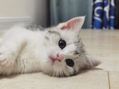 -欣宠猫屋·矮脚拿破仑·蓝金金渐层