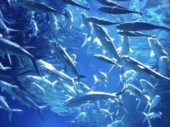 -海合安武汉极地海洋公园