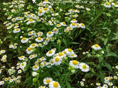 -洋湖国家湿地公园