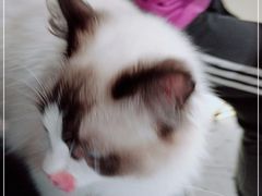 -喵喵咪呀布偶猫咖(春熙路店)
