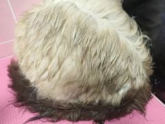 -猪呜宠物生活馆·西高地梗犬拔毛店