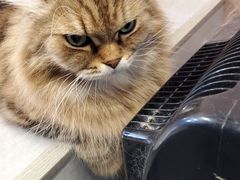 -猫儿山۰猫主题餐厅