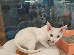 -FAELING PETS美天灵宠物(富力广场店)