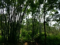 -田心森林公园