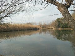 -溱湖国家湿地公园