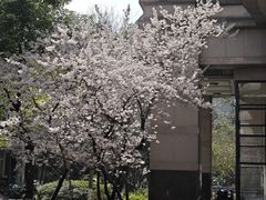 -新湖明珠城