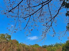 -深圳仙湖植物园