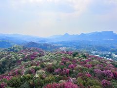 -贵州百里杜鹃风景名胜区