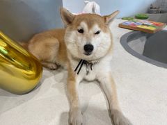 -柴务处·柴犬主题狗咖