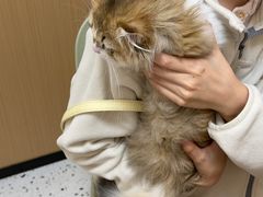 -瑞派康怡24h宠物医院·犬猫医疗中心·微创绝育(瑞景分院)